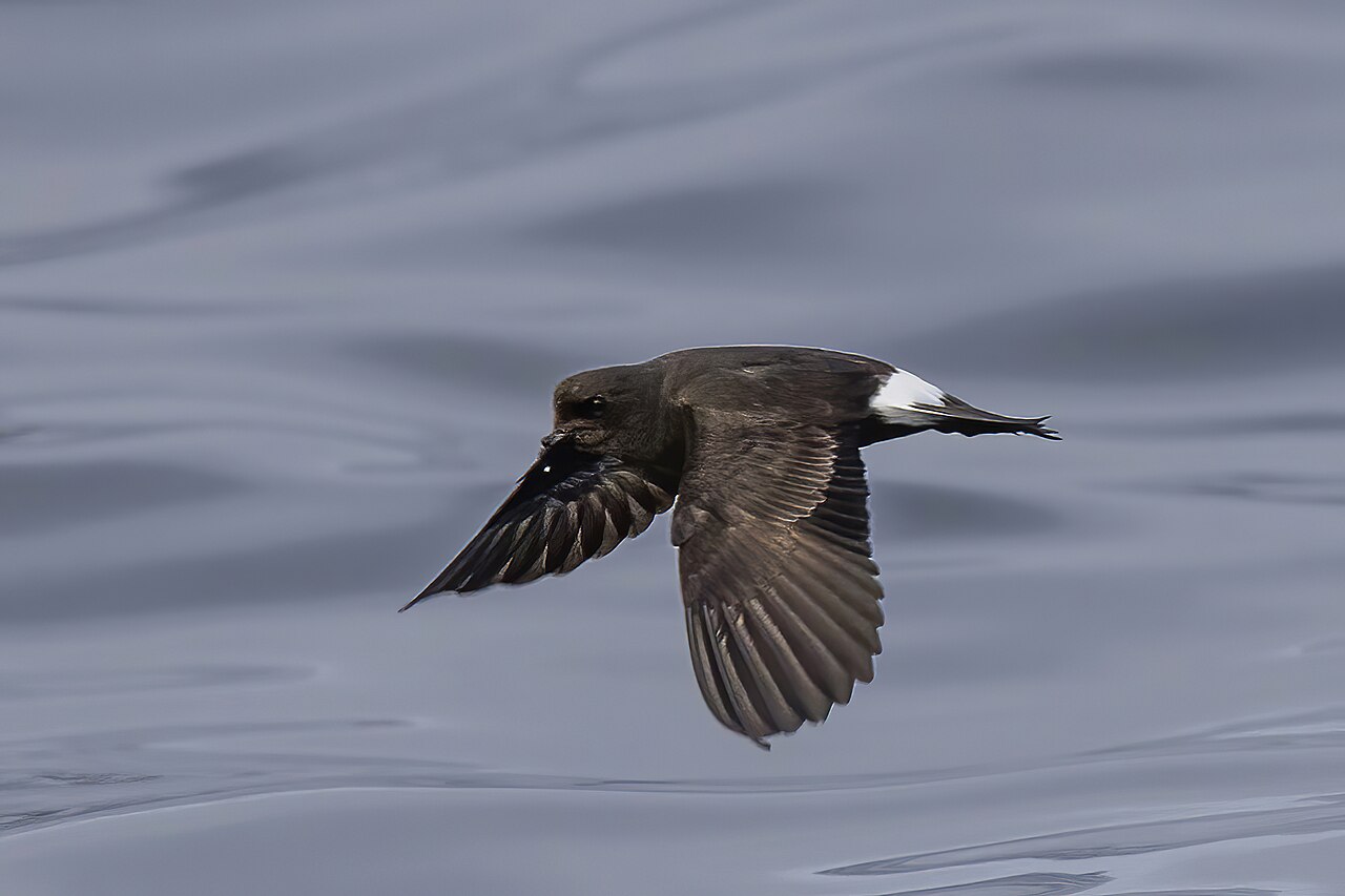 Paíño europeo (Hydrobates pelagicus)