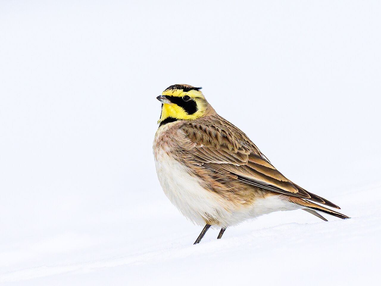 Horned Lark (Eremophila alpestris)