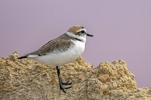 Kentish Plover (Anarhynchus alexandrinus)