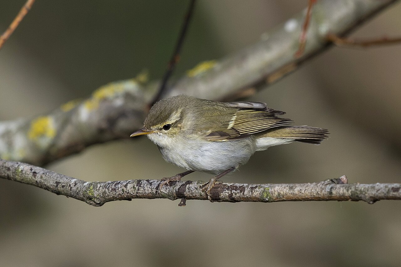 Two-Barred Warbler (Phylloscopus plumbeitarsus)