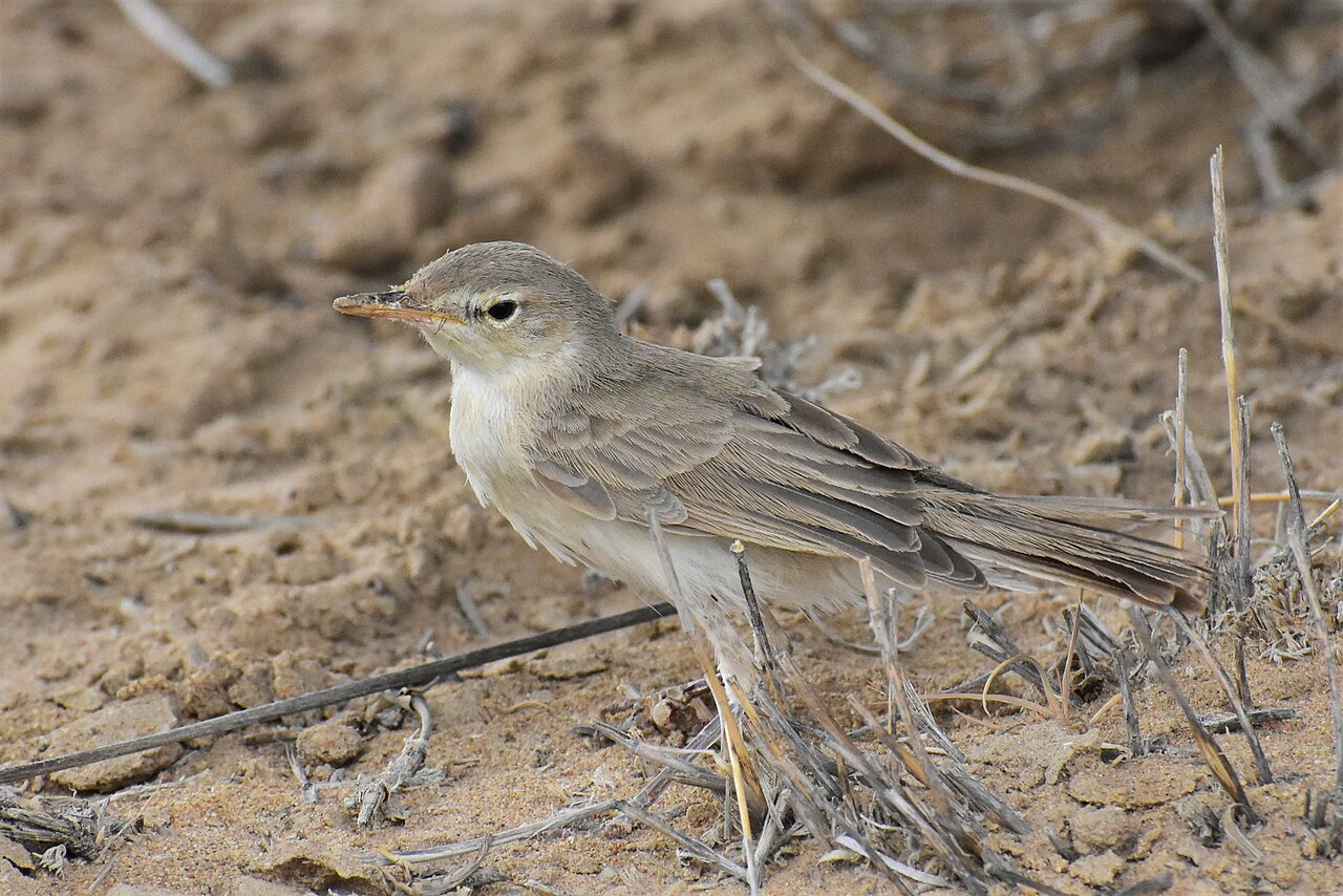 Sykes's Warbler (Iduna rama)