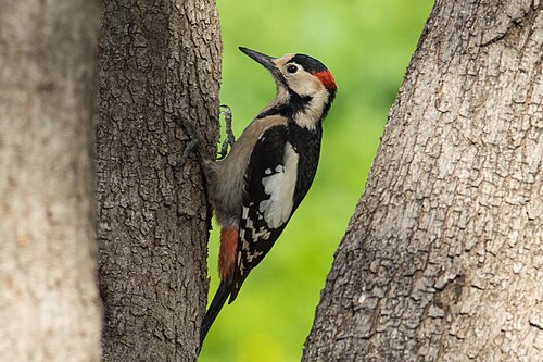 Syrian Woodpecker (Dendrocopos syriacus)