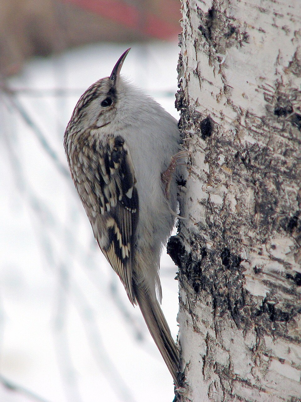 Eurasian Treecreeper (Certhia familiaris)