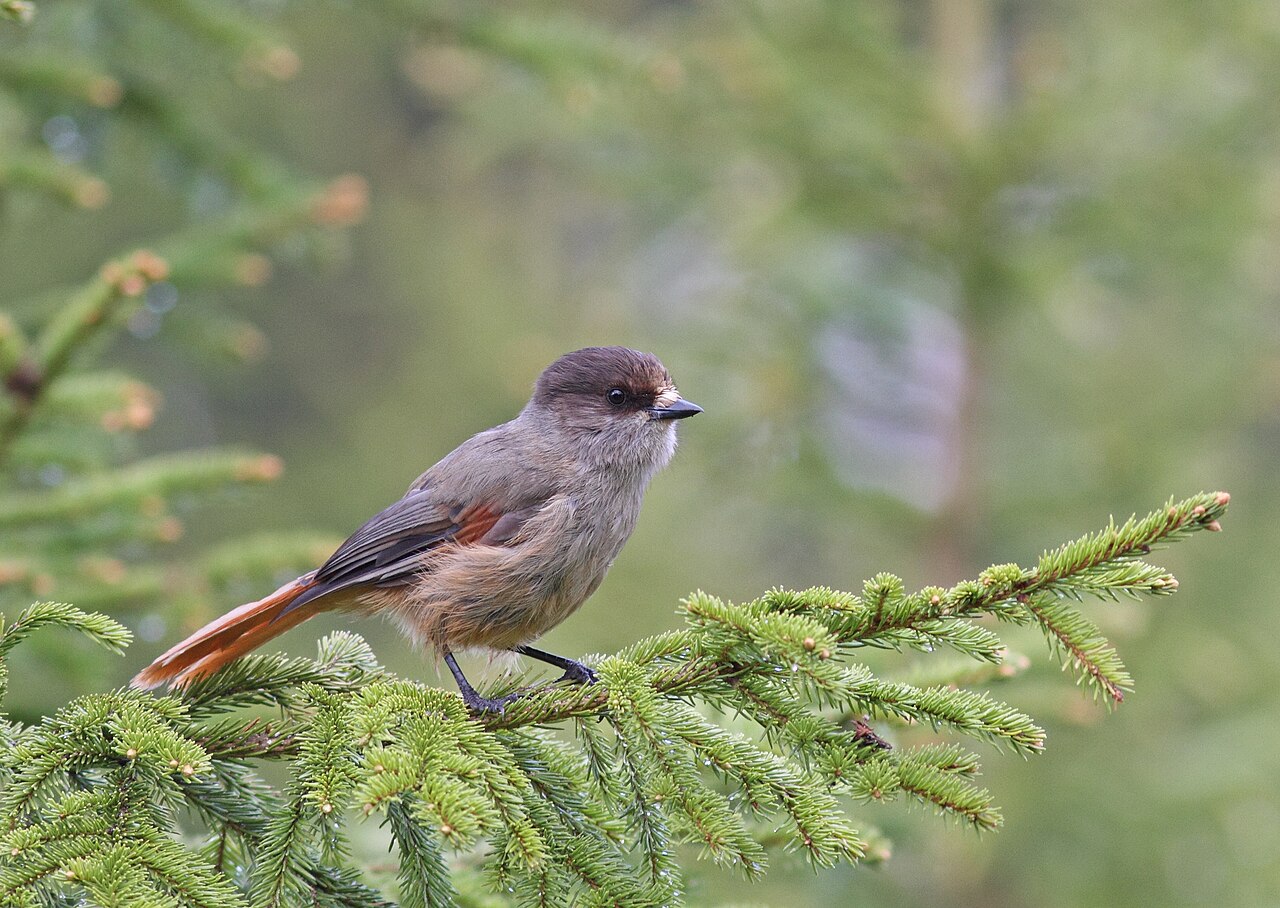 Siberian Jay (Perisoreus infaustus)