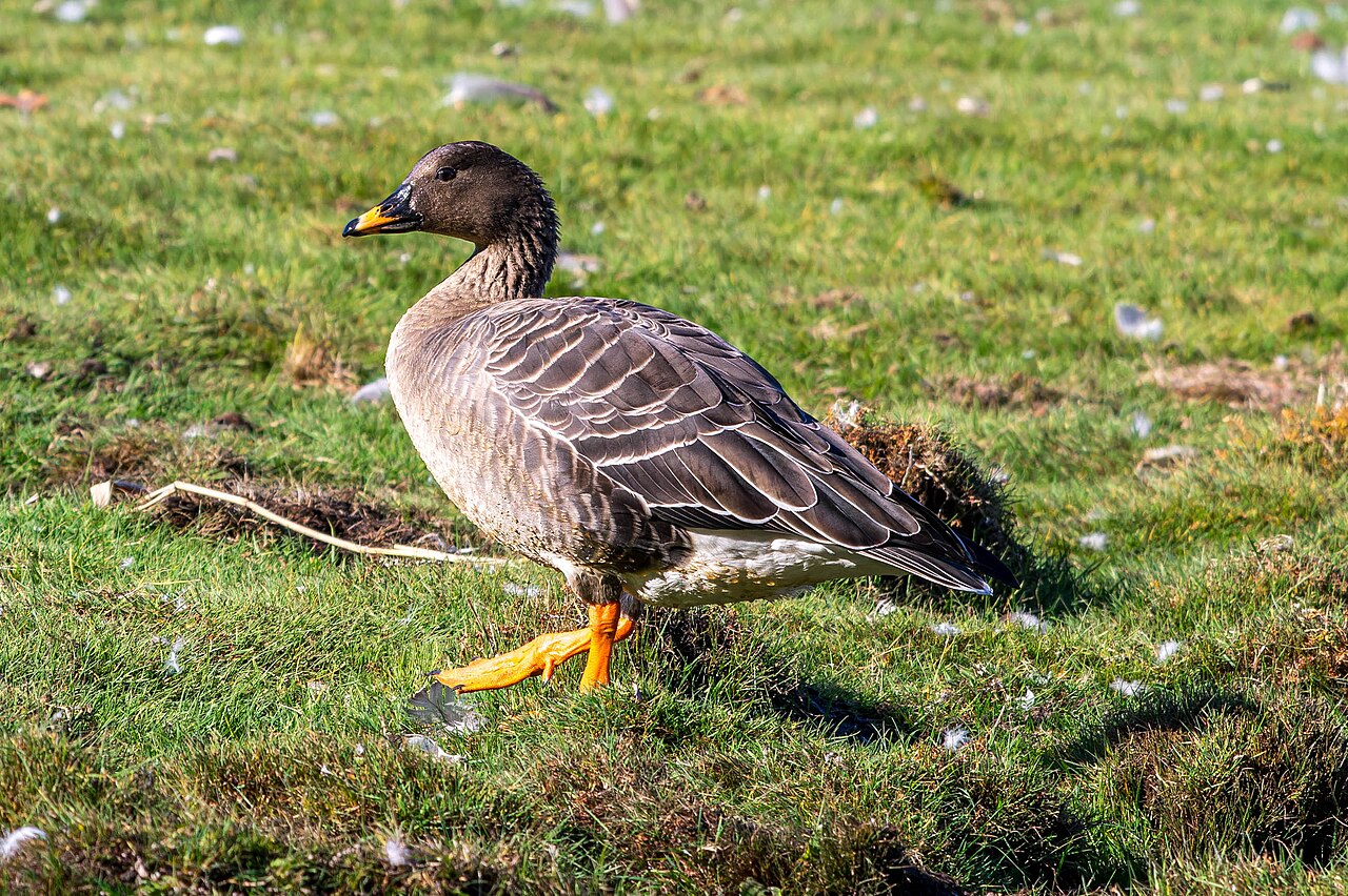 Taigarietgans (Anser fabalis)
