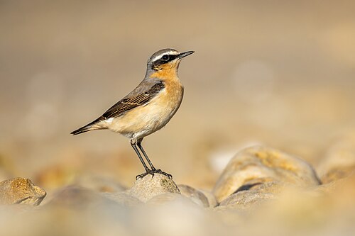 Northern Wheatear (Oenanthe oenanthe)