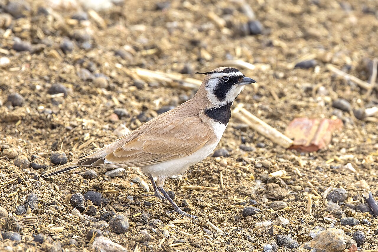 Temminck's Lark (Eremophila bilopha)