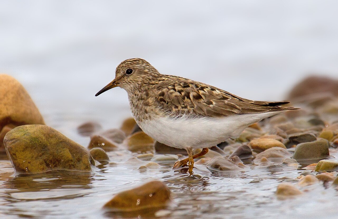 Temminck's Stint (Calidris temminckii)