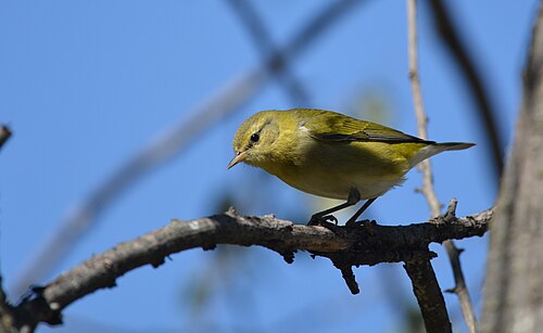 Tennessee Warbler (Leiothlypis peregrina)