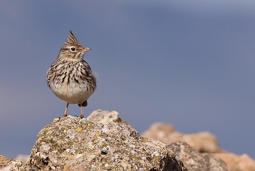 Thekla's Lark (Galerida theklae)