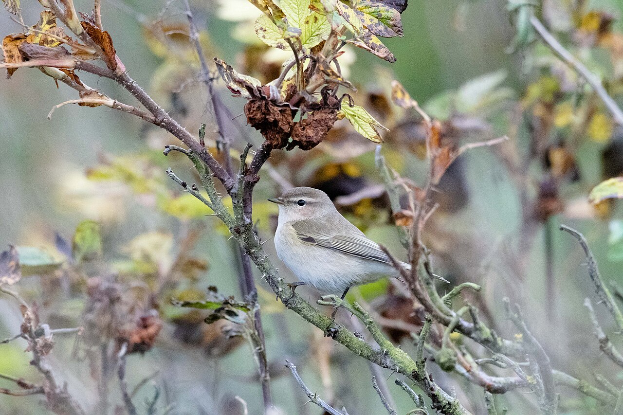 Common Chiffchaff, subspecies tristis, siberian chiffchaff