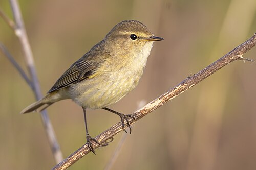Common Chiffchaff (Phylloscopus collybita)