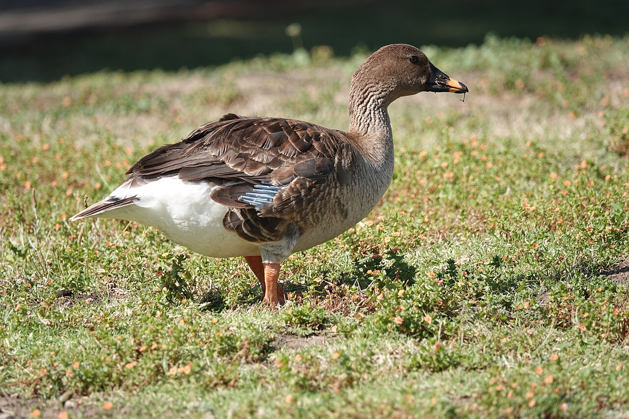 Ánsar campestre de la tundra (Anser serrirostris)
