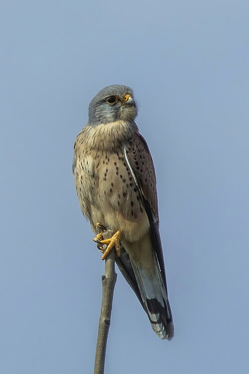 Common Kestrel (Falco tinnunculus)