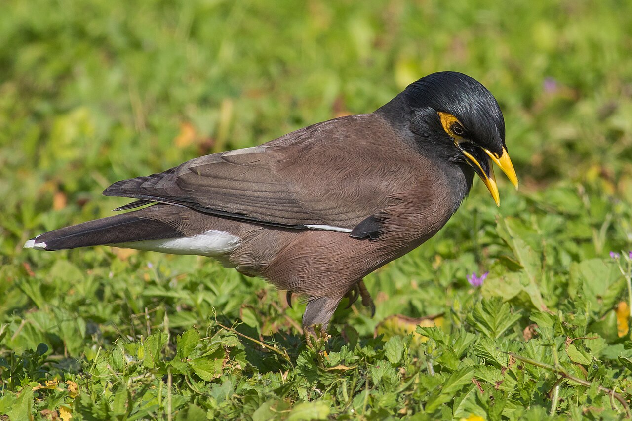 Miná común (Acridotheres tristis)