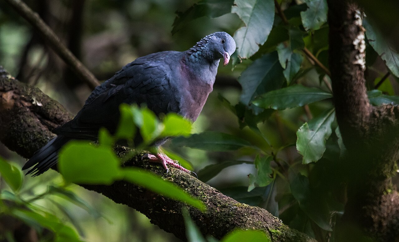 Paloma de Madeira (Columba trocaz)