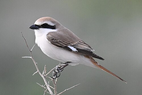 Red-Tailed Shrike (Lanius phoenicuroides)