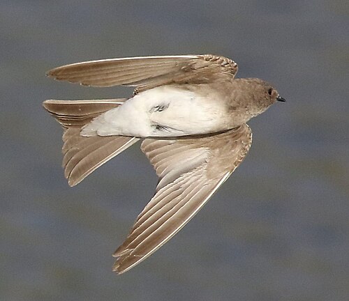 Brown-Throated Martin (Riparia paludicola)