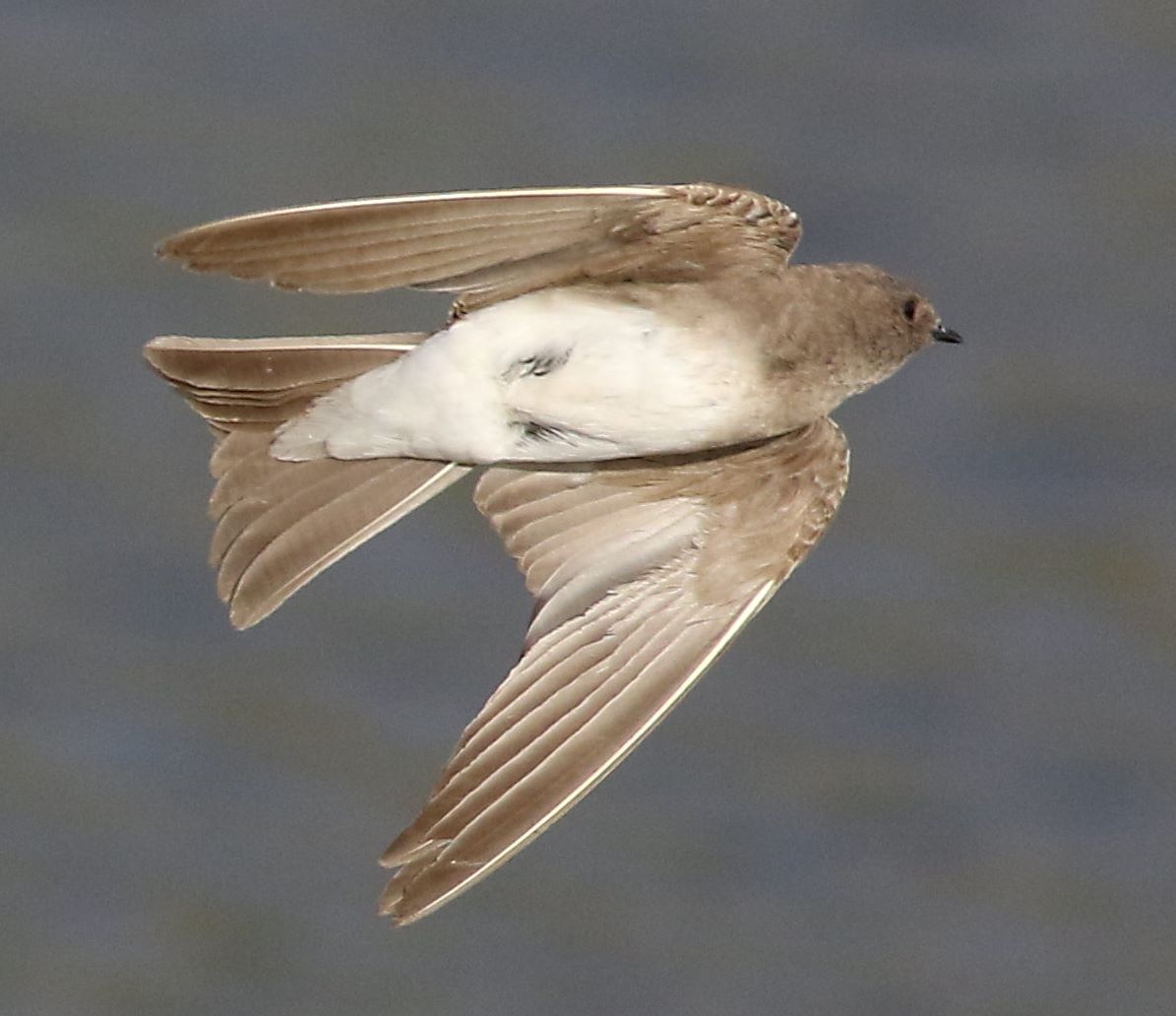 Avión paludícola africano (Riparia paludicola)