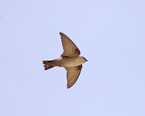 Pale Crag Martin (Ptyonoprogne obsoleta)