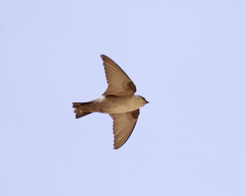 Vale rotszwaluw (Ptyonoprogne obsoleta)
