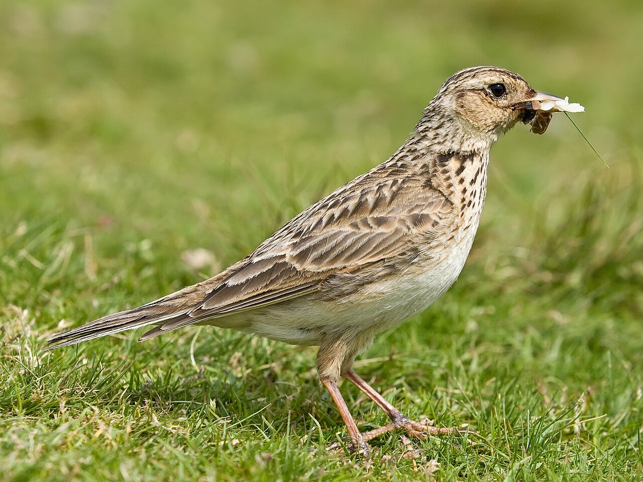 Eurasian Skylark (Alauda arvensis)