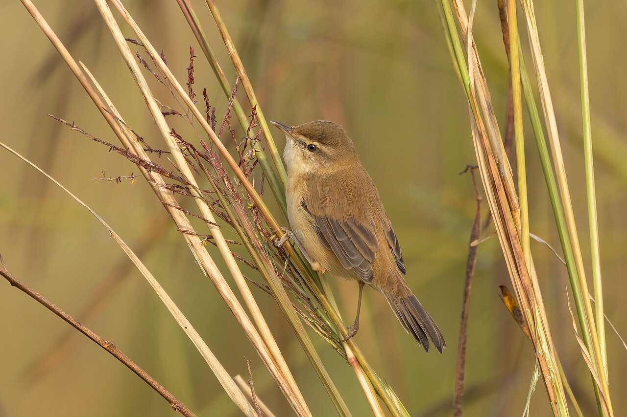 Paddyfield Warbler (Acrocephalus agricola)