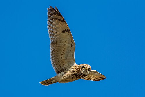 Short-Eared Owl (Asio flammeus)