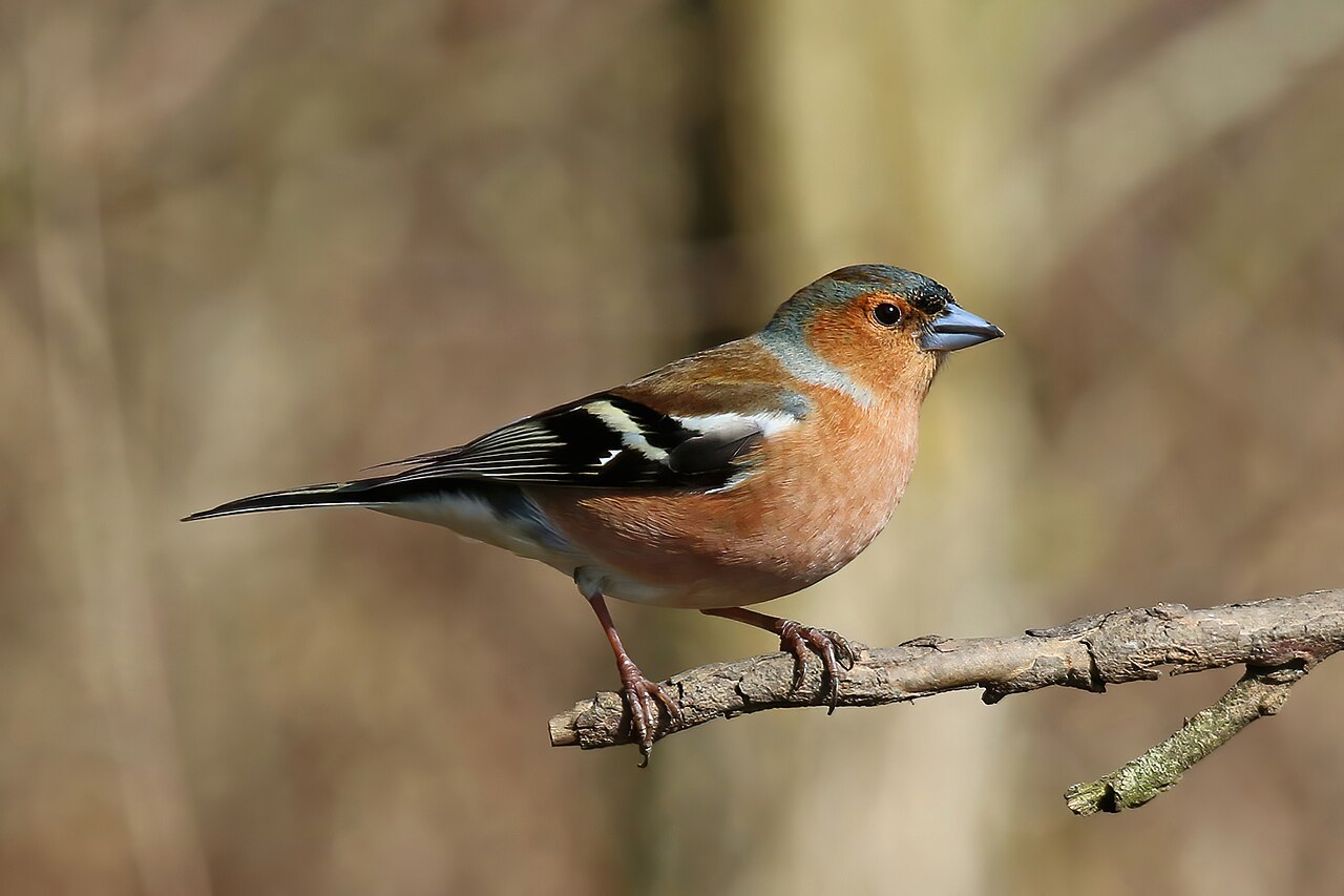 Vink (Fringilla coelebs)