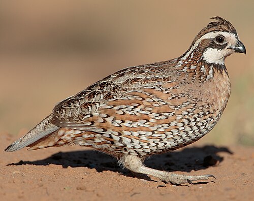 Northern Bobwhite (Colinus virginianus)