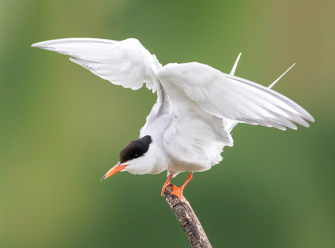 Visdief (Sterna hirundo)