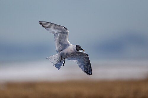 Sabine's Gull (Xema sabini)