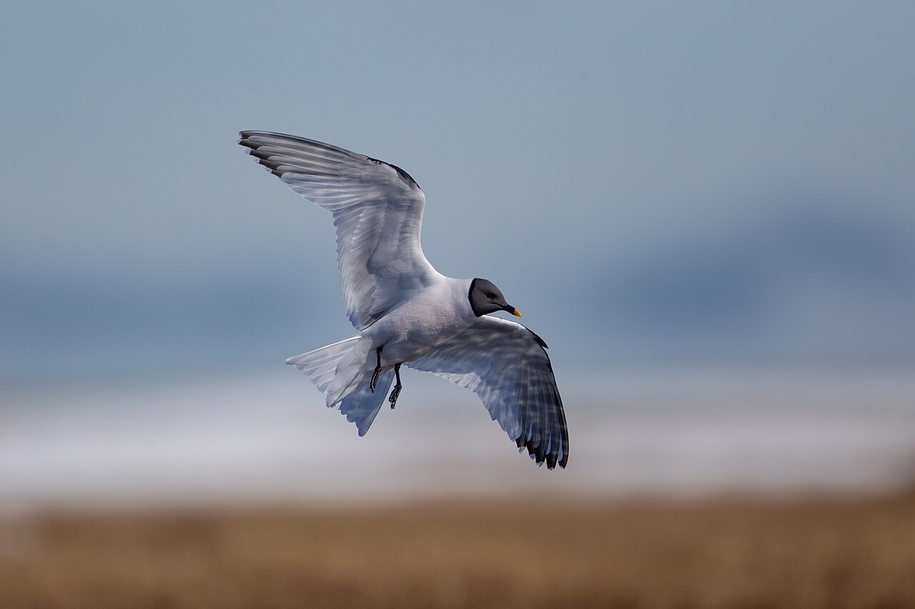 Gaviota de Sabine (Xema sabini)