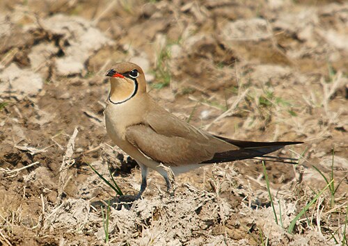 Collared Pratincole (Glareola pratincola)