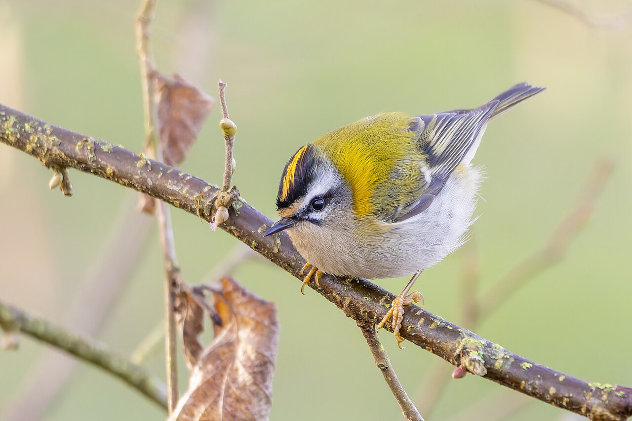 Reyezuelo listado (Regulus ignicapilla)