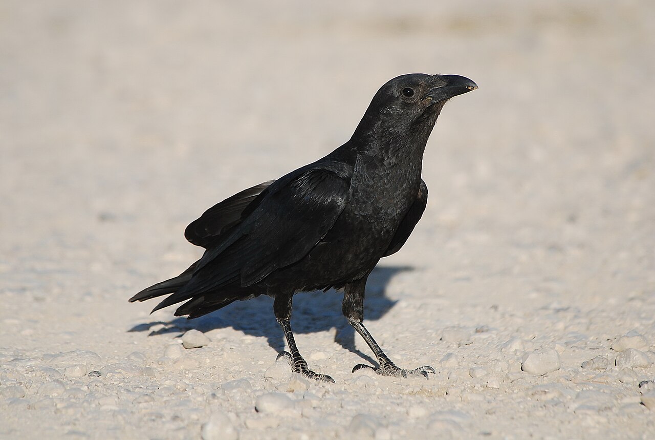 Cuervo colicorto (Corvus rhipidurus)