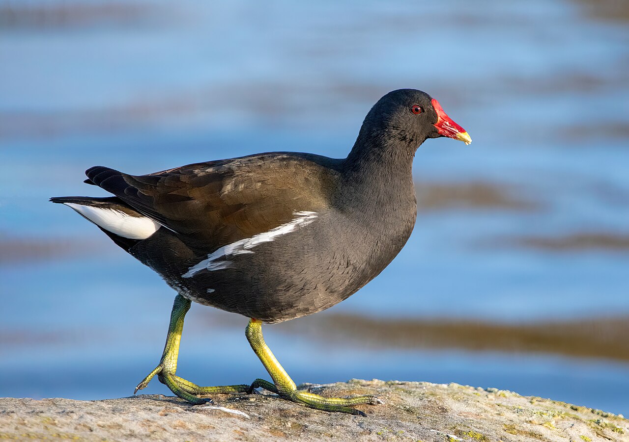 Gallineta común (Gallinula chloropus)
