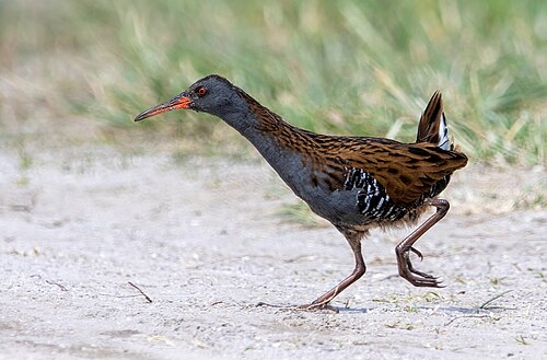 Water Rail (Rallus aquaticus)