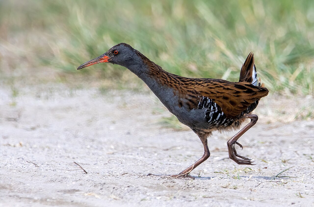Water Rail (Rallus aquaticus)