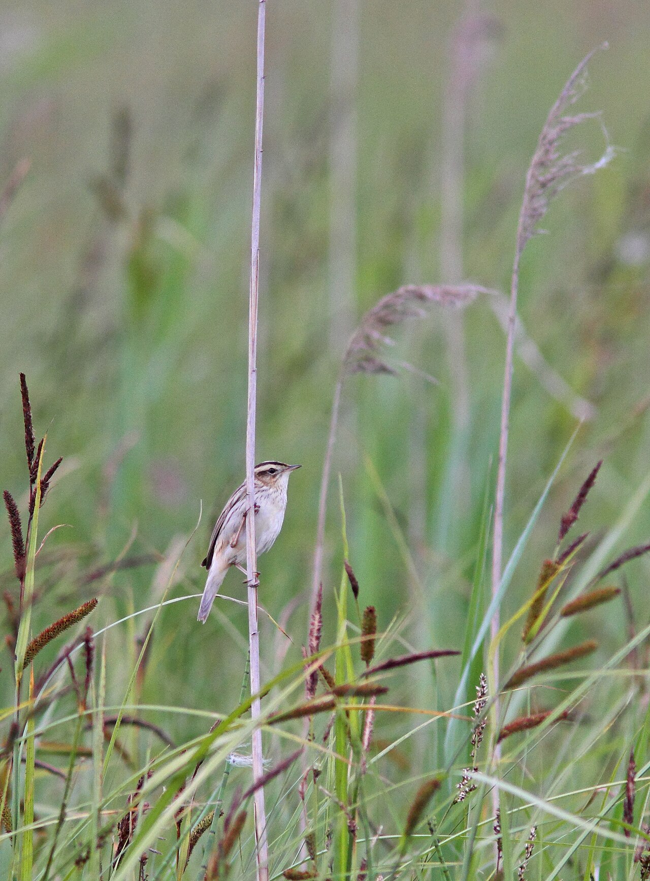Aquatic Warbler (Acrocephalus paludicola)