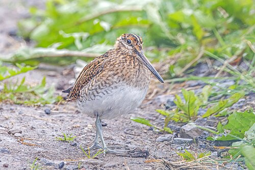 Common Snipe (Gallinago gallinago)