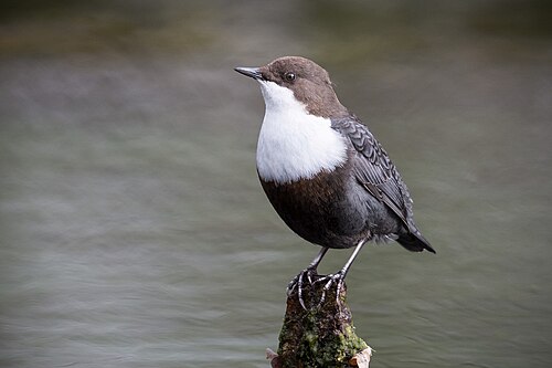 White-Throated Dipper (Cinclus cinclus)