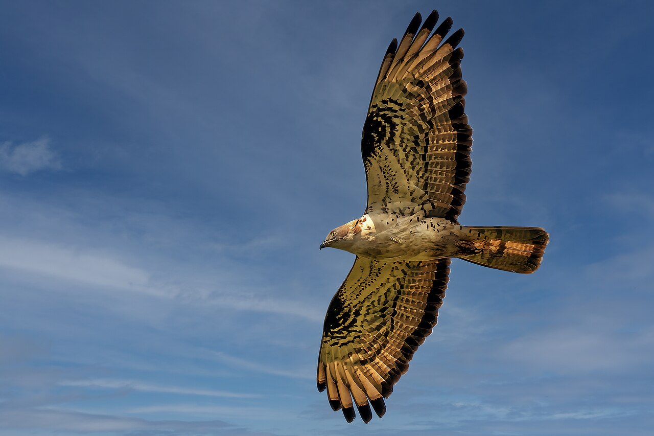 Abejero europeo (Pernis apivorus)