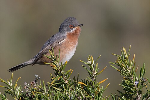 Western Subalpine Warbler (Curruca iberiae)