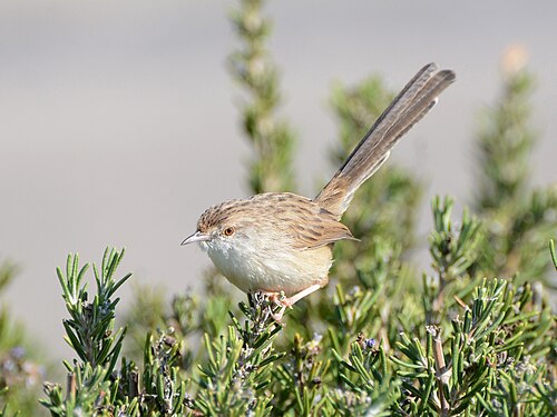 Graceful Prinia (Prinia gracilis)