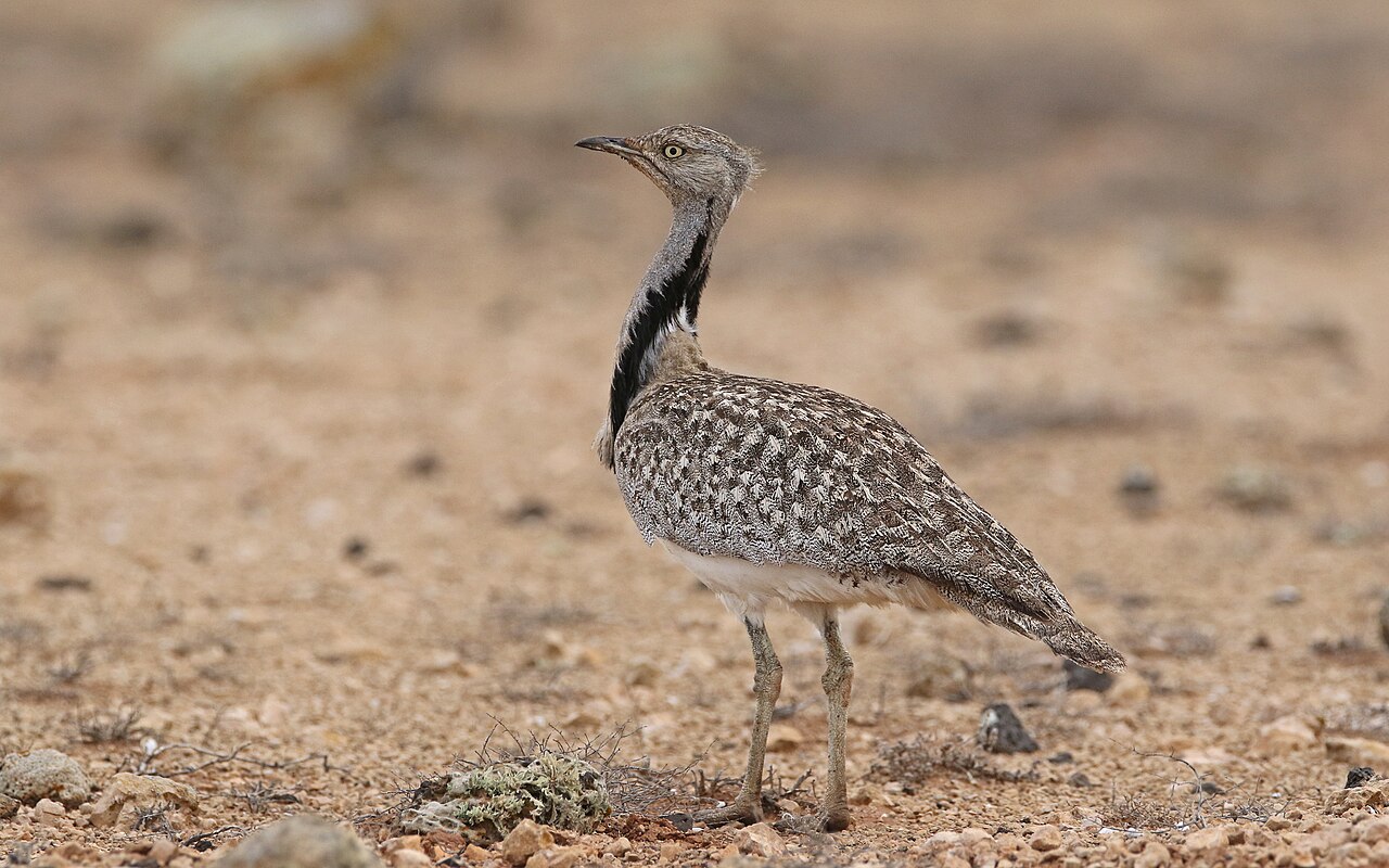 Westelijke kraagtrap (Chlamydotis undulata)