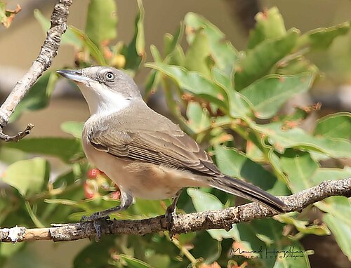 Western Orphean Warbler (Curruca hortensis)