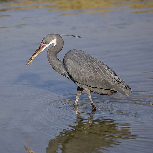 Western Reef Heron (Egretta gularis)