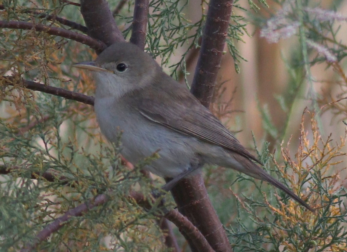 Western Olivaceous Warbler (Iduna opaca)