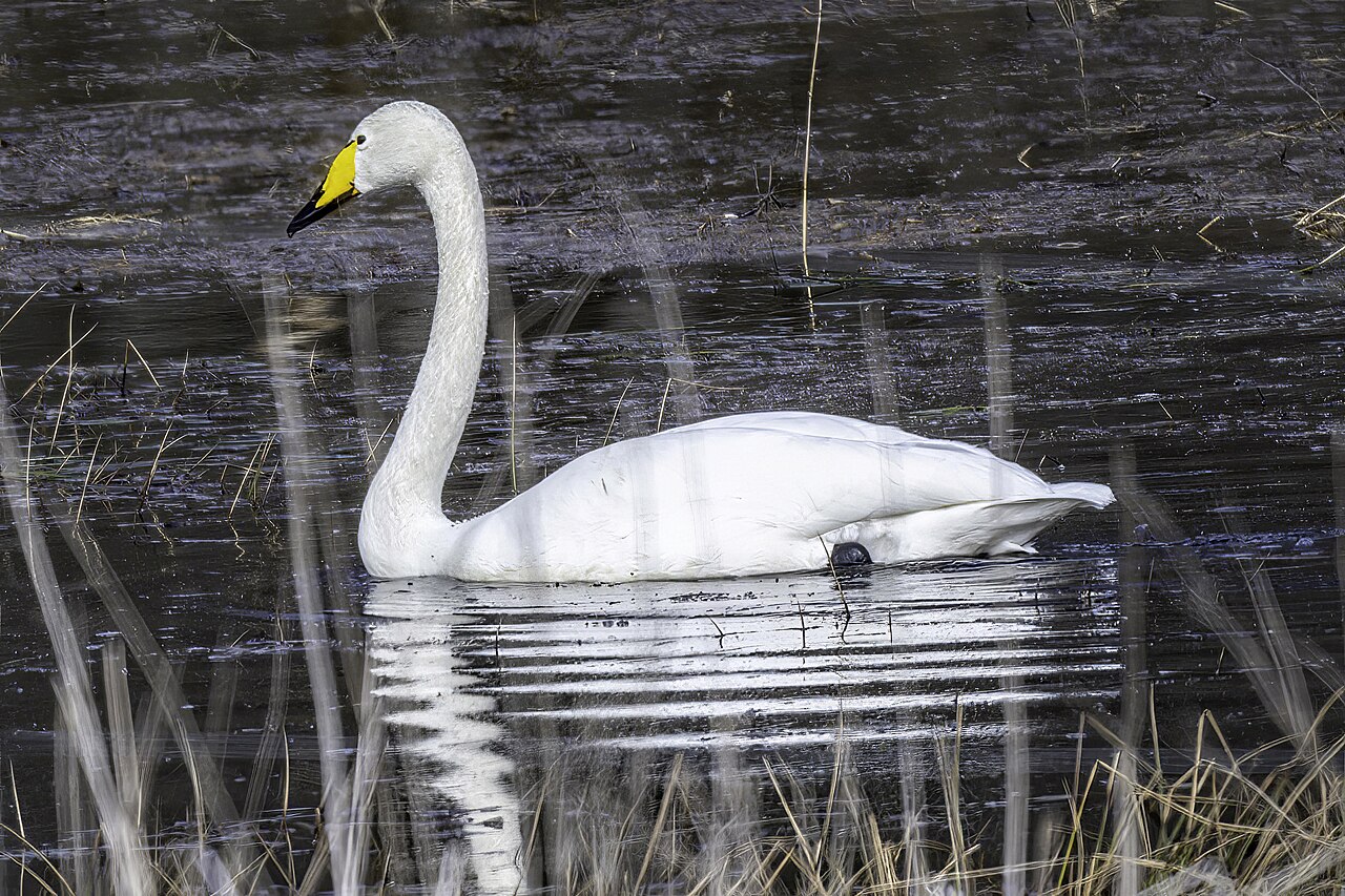 Whooper Swan (Cygnus cygnus)